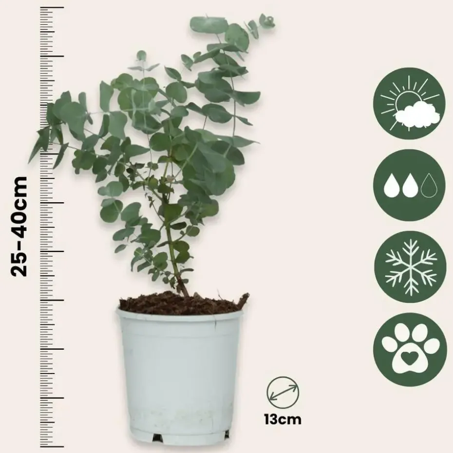 Gomboom - Set van 2 - Eucalyptus 'Pulverulenta' - Hoogte 25-40cm - ⌀13cm
