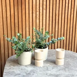 Gomboom - Set van 2 - Eucalyptus 'Pulverulenta' - Hoogte 25-40cm - ⌀13cm
