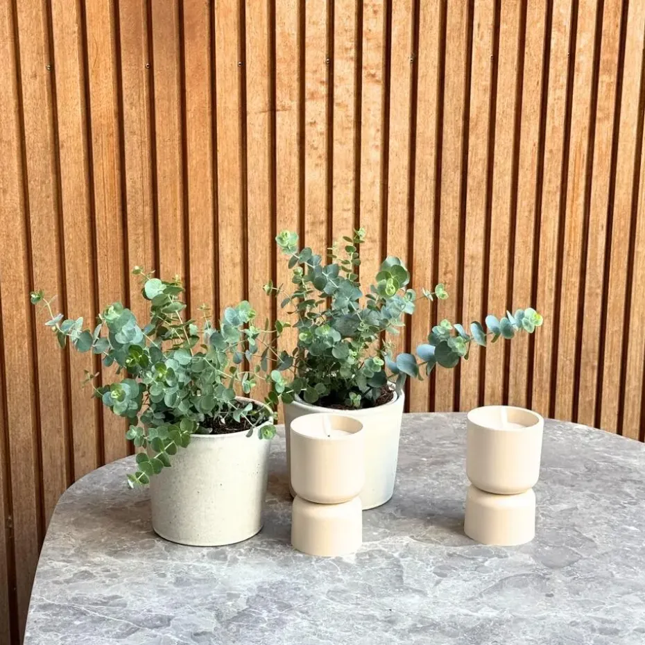 Gomboom - Set van 2 - Eucalyptus 'Pulverulenta' - Hoogte 25-40cm - ⌀13cm