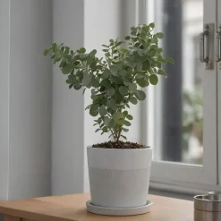 Gomboom - Set van 2 - Eucalyptus 'Pulverulenta' - Hoogte 25-40cm - ⌀13cm