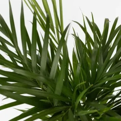 Goudpalm met voeding - Set van 2 - Dypsis lutescens - Hoogte 60-70cm - ⌀17cm