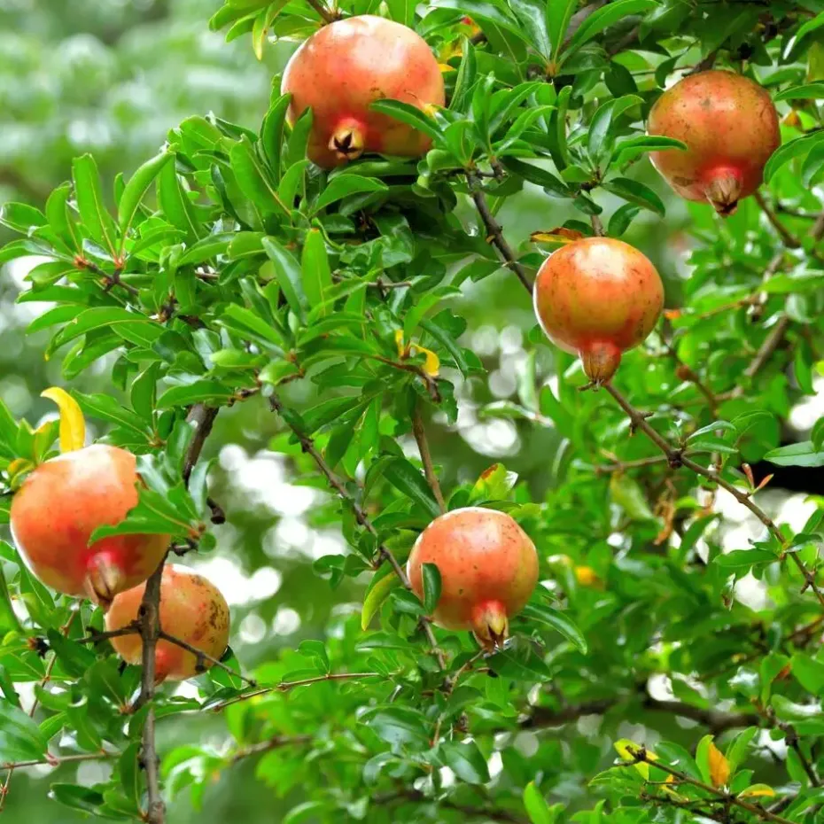 Granaatappel - Set van 3 - Punica granatum - Hoogte 25-40cm - ⌀9cm