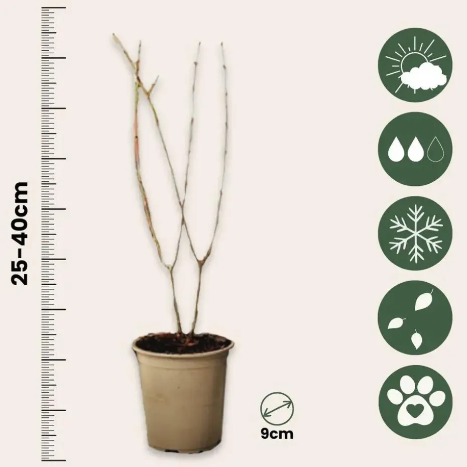 Granaatappel - Set van 3 - Punica granatum - Hoogte 25-40cm - ⌀9cm