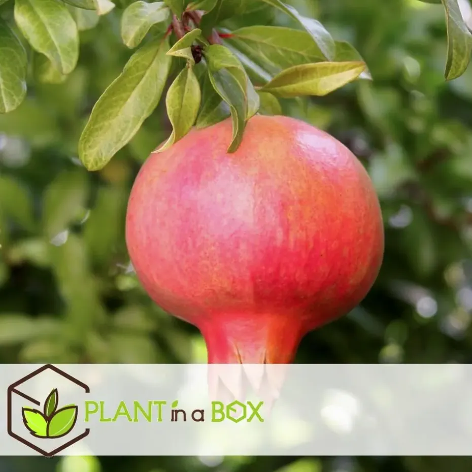 Granaatappel - Set van 3 - Punica granatum - Hoogte 25-40cm - ⌀9cm