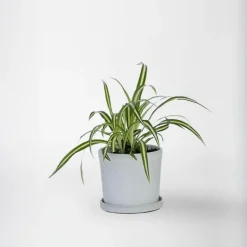 Graslelie - Chlorophytum comosum 'Atlantic' - Hoogte 25-40cm - ⌀12cm