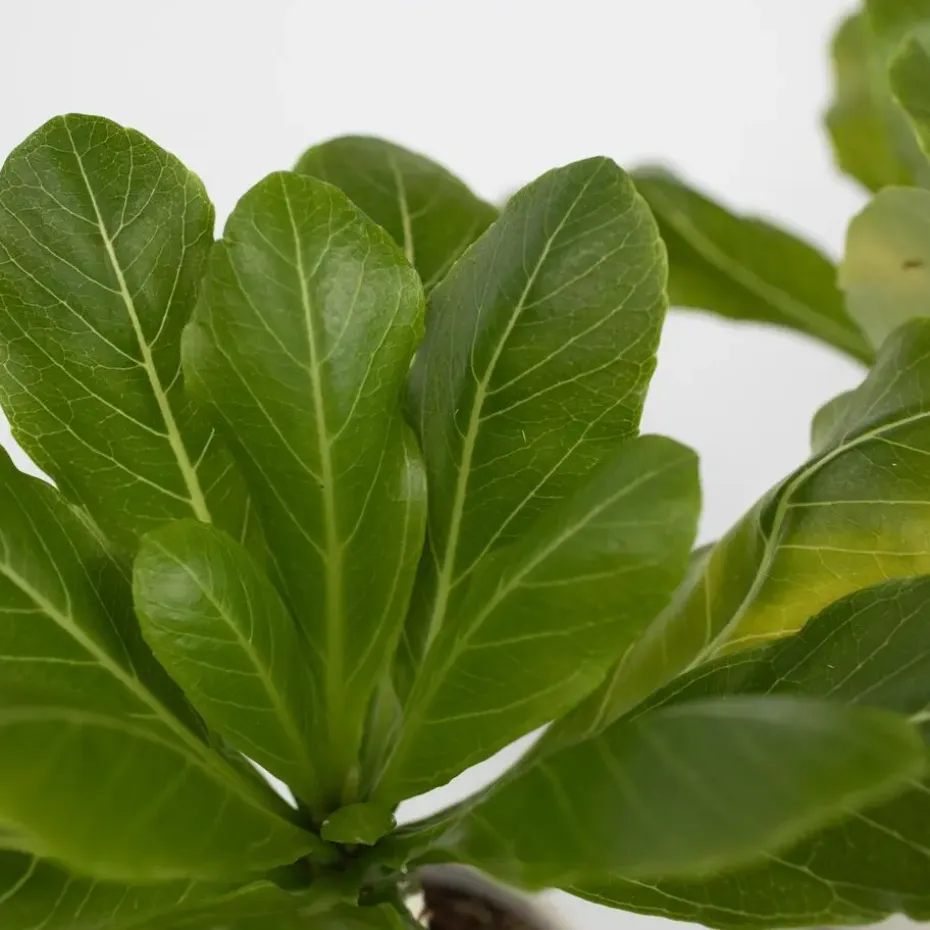 Hawaiipalm - Brighamia insignis - Hoogte 25-35cm - Pot 12cm