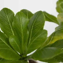Hawaiipalm - Set van 2 - Brighamia 'Insignis' - Hoogte 25-35cm - ⌀12cm