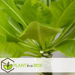 Hawaiipalm - Set van 2 - Brighamia 'Insignis' - Hoogte 25-35cm - ⌀12cm