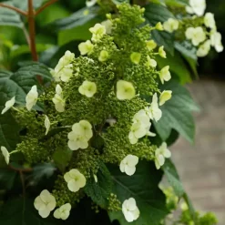 Hortensia - Hydrangea quercifolia 'Toy Soldier' - Hoogte 25-40cm - ⌀19cm
