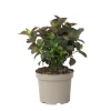Hortensia - Hydrangea serrata 'Dare Devil' - Hoogte 25-40cm - ⌀19cm