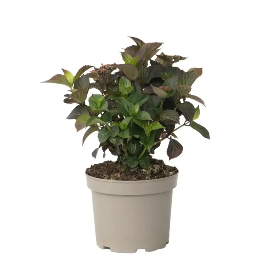 Hortensia - Hydrangea serrata 'Dare Devil' - Hoogte 25-40cm - ⌀19cm