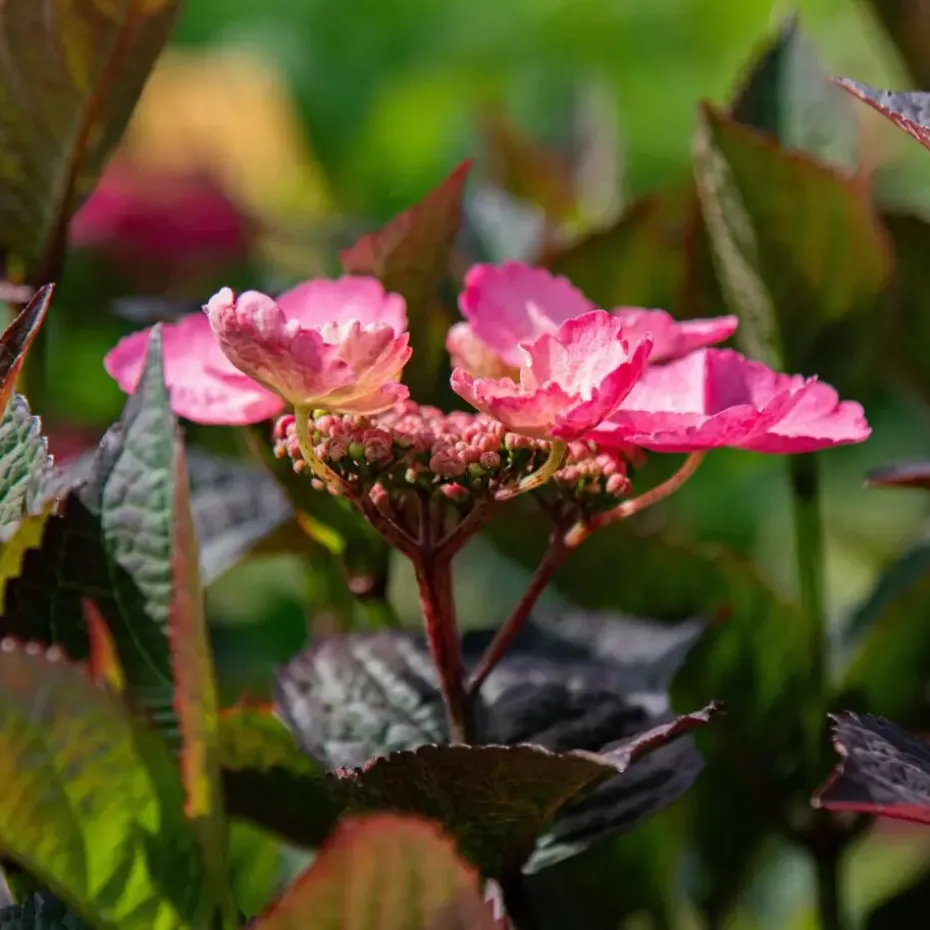 Hortensia - Hydrangea serrata 'Dare Devil' - Hoogte 25-40cm - ⌀19cm