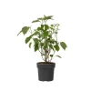 Hortensia - Hydrangea 'Strong Annabelle' - Hoogte 30-40cm - ⌀19cm
