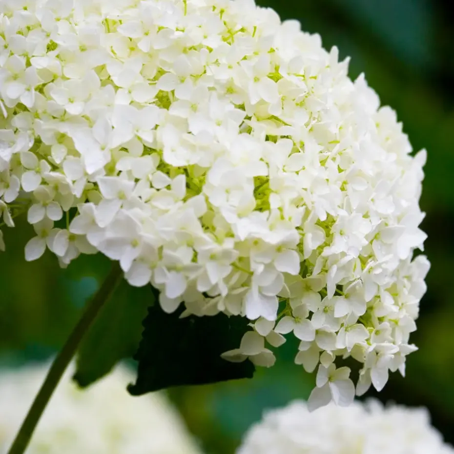 Hortensia - Hydrangea 'Strong Annabelle' - Hoogte 30-40cm - ⌀19cm