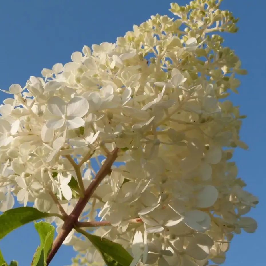Hortensia - Set van 3 - Hortensia paniculata - Hoogte 25-35cm - ⌀9cm