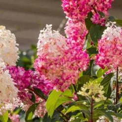 Hortensia - Set van 3 - Hortensia paniculata - Hoogte 25-35cm - ⌀9cm