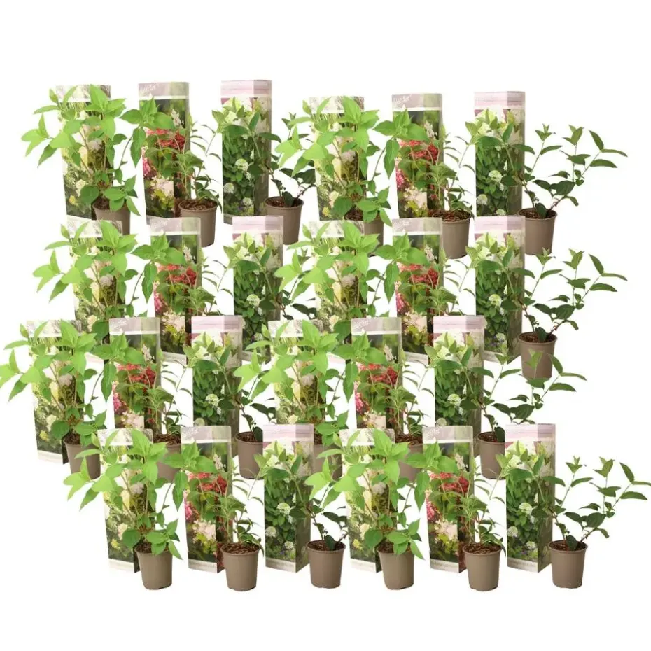 Hortensia - Set van 24 - Hortensia paniculata - Hoogte 25-35cm - ⌀9cm