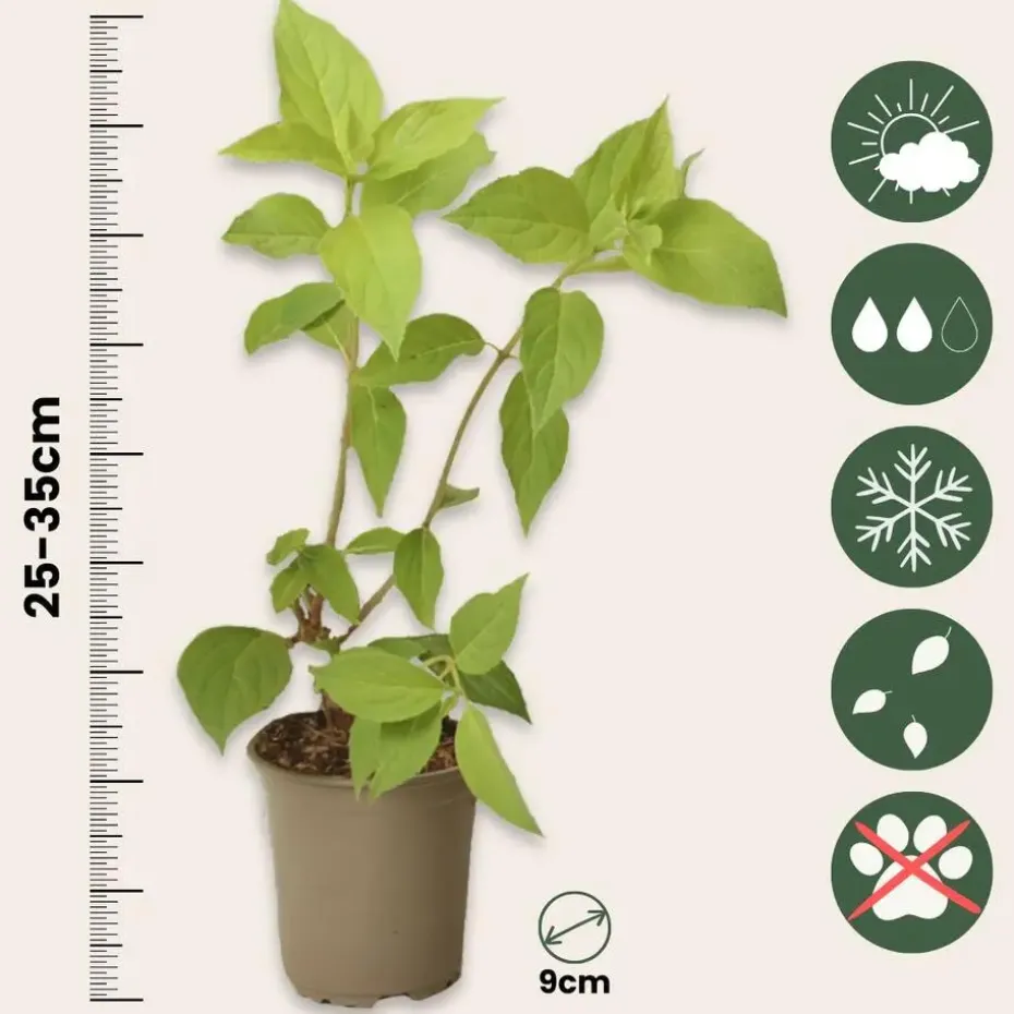 Hortensia - Set van 24 - Hortensia paniculata - Hoogte 25-35cm - ⌀9cm