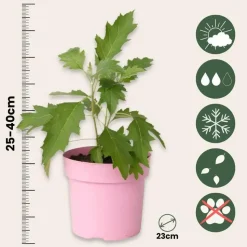 Hortensia - Set van 2 - Hydrangea 'Ice Crystal' - Hoogte 25-40cm - ⌀19cm