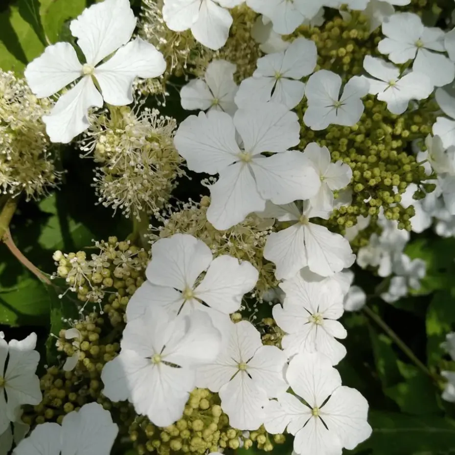 Hortensia - Set van 2 - Hydrangea 'Ice Crystal' - Hoogte 25-40cm - ⌀19cm