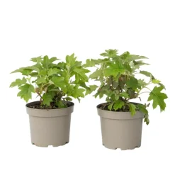 Hortensia - Set van 2 - Hydrangea 'Toy Soldier' - Hoogte 25-40cm - ⌀19cm