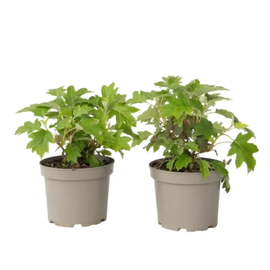 Hortensia - Set van 2 - Hydrangea 'Toy Soldier' - Hoogte 25-40cm - ⌀19cm
