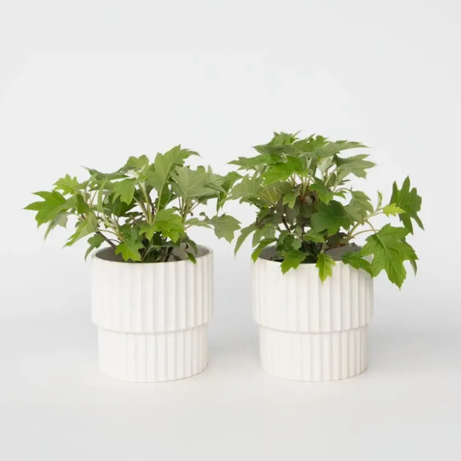 Hortensia - Set van 2 - Hydrangea 'Toy Soldier' - Hoogte 25-40cm - ⌀19cm
