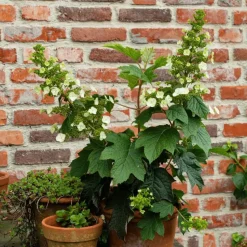 Hortensia - Set van 2 - Hydrangea 'Toy Soldier' - Hoogte 25-40cm - ⌀19cm