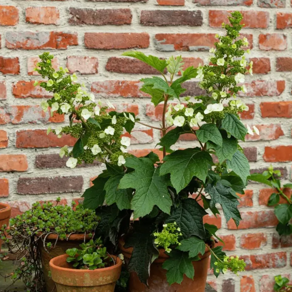 Hortensia - Set van 2 - Hydrangea 'Toy Soldier' - Hoogte 25-40cm - ⌀19cm