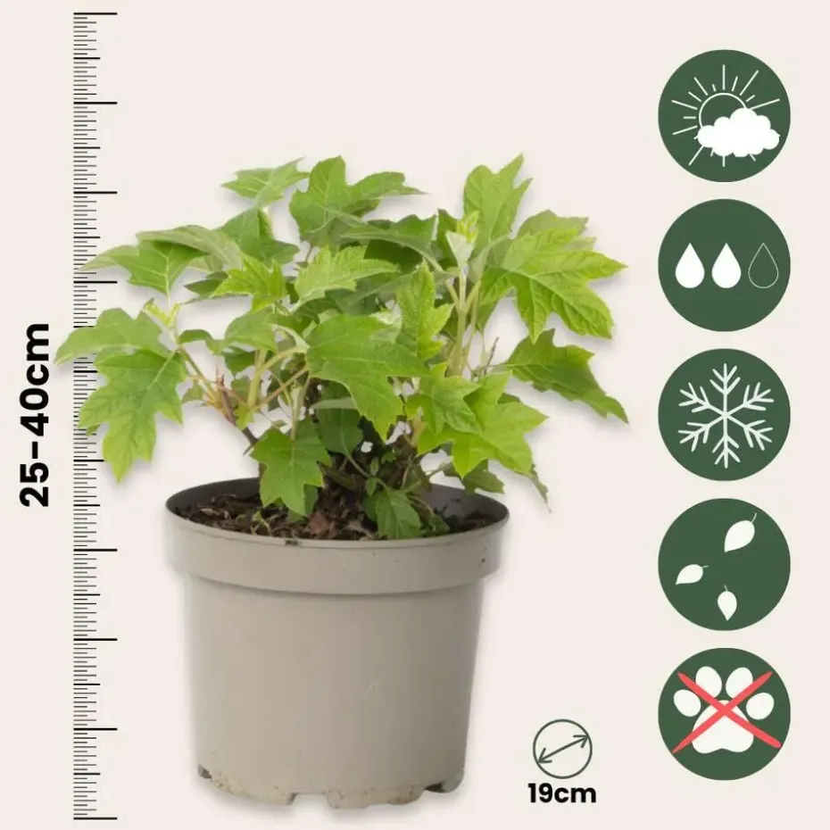 Hortensia - Set van 2 - Hydrangea 'Toy Soldier' - Hoogte 25-40cm - ⌀19cm