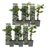 Hortensia - Set van 6 - Hydrangea anomale petiolaris - Hoogte 25-40cm - ⌀9cm