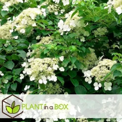 Hortensia - Set van 6 - Hydrangea anomale petiolaris - Hoogte 25-40cm - ⌀9cm