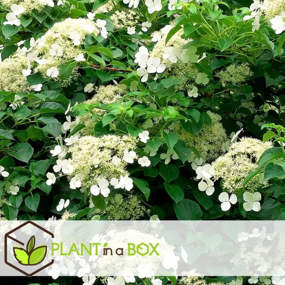 Hortensia - Set van 6 - Hydrangea anomale petiolaris - Hoogte 25-40cm - ⌀9cm