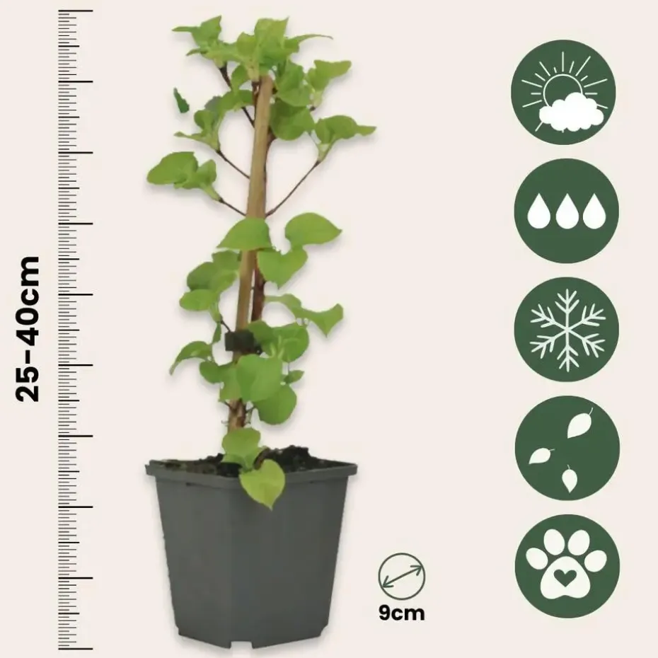 Hortensia - Set van 6 - Hydrangea anomale petiolaris - Hoogte 25-40cm - ⌀9cm