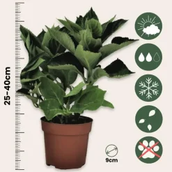 Hortensia - Set van 3 - Hydrangea macrophylla - Hoogte 25-40cm - ⌀9cm
