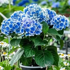 Hortensia - Set van 3 - Hydrangea macrophylla 'Bavaria' - Hoogte 25-40cm - ⌀9cm