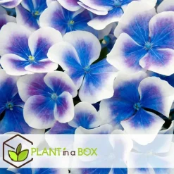 Hortensia - Set van 3 - Hydrangea macrophylla 'Bavaria' - Hoogte 25-40cm - ⌀9cm