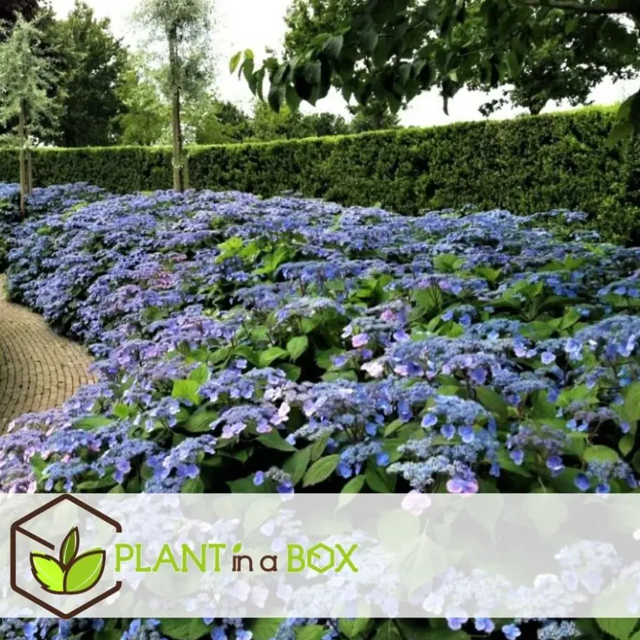 Hortensia - Set van 4 - Hydrangea serrata 'Summerglow' - Hoogte 25-40cm - ⌀19cm