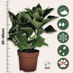 Hortensia - Set van 3 - Hydrangea 'Early Pink' - Hoogte 25-40cm - ⌀9cm