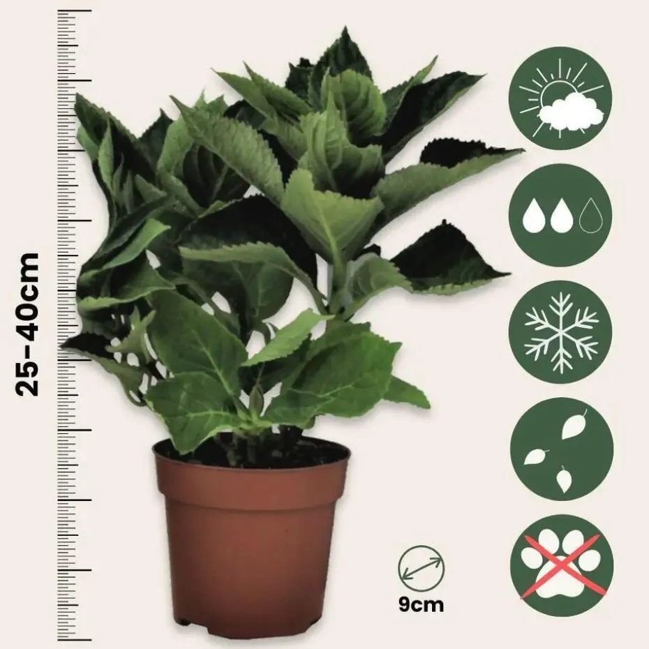 Hortensia - Set van 3 - Hydrangea 'Early Pink' - Hoogte 25-40cm - ⌀9cm