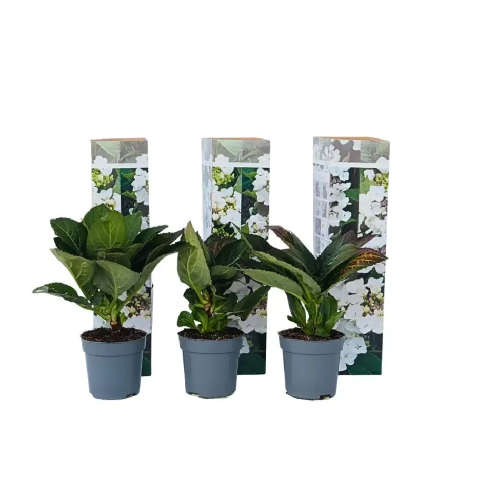 Hortensia - Set van 6 - Hydrangea 'Benxi' - Hoogte 25-40cm - ⌀9cm