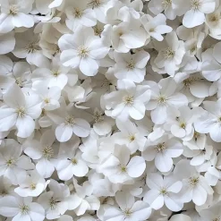 Hortensia - Set van 6 - Hydrangea 'Benxi' - Hoogte 25-40cm - ⌀9cm