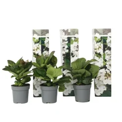 Hortensia - Set van 3 - Hydrangea 'Benxi' - Hoogte 25-40cm - ⌀9cm