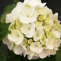 Hortensia - Set van 3 - Hydrangea 'Benxi' - Hoogte 25-40cm - ⌀9cm