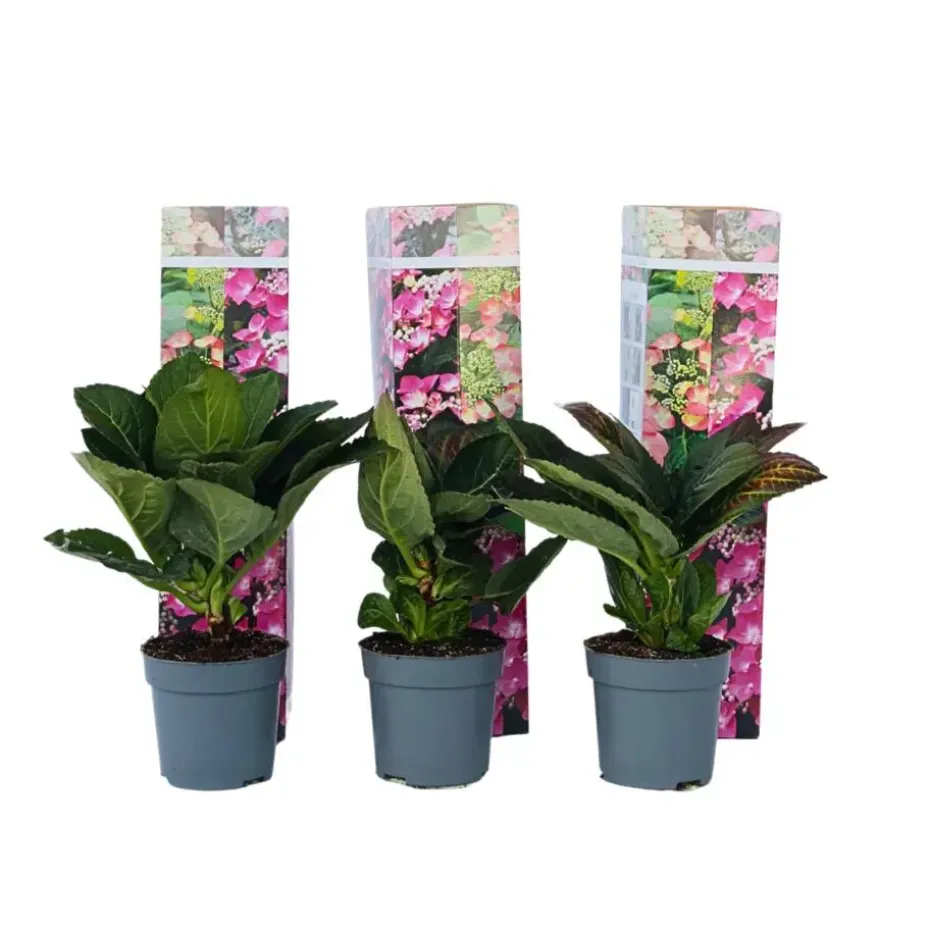 Hortensia - Set van 6 - Hydrangea 'Red Bull' - Hoogte 25-40cm - ⌀9cm