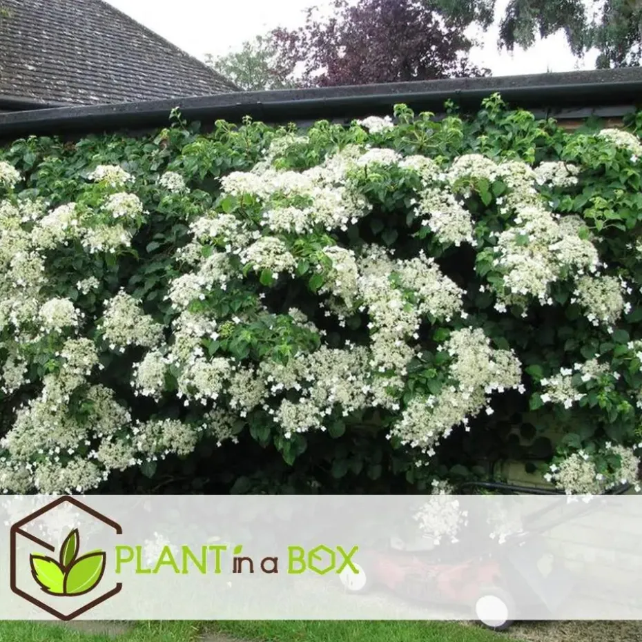Hortensia - Set van 3 - Hydrangea anomale petiolaris - Hoogte 25-40cm - ⌀9cm