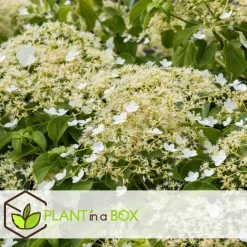 Hortensia - Set van 3 - Hydrangea anomale petiolaris - Hoogte 25-40cm - ⌀9cm
