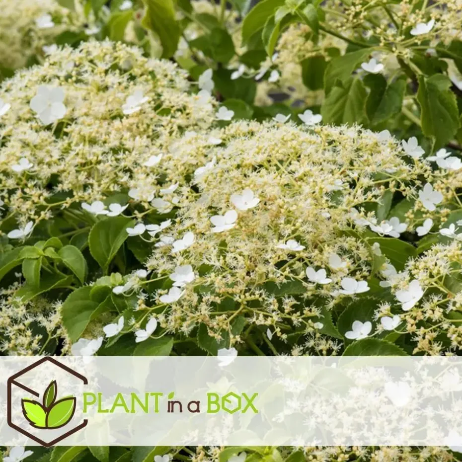 Hortensia - Set van 3 - Hydrangea anomale petiolaris - Hoogte 25-40cm - ⌀9cm