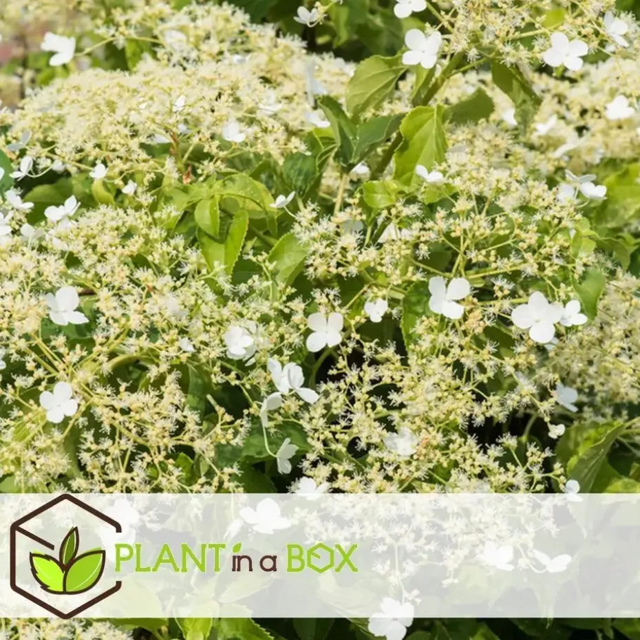 Hortensia - Set van 3 - Hydrangea anomale petiolaris - Hoogte 25-40cm - ⌀9cm