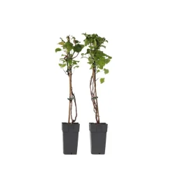 Hortensia - Set van 2 - Hydrangea anomale Petiolaris - Hoogte 60-70cm - ⌀15cm